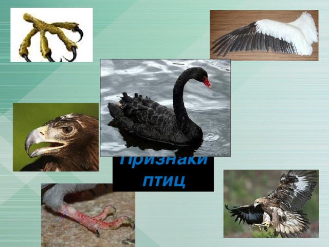 Наличие клюва Перьевой покров Отсутствие кожных желёз Признаки птиц Чешуя на задних конечностях Острые когти Наличие крыльев 