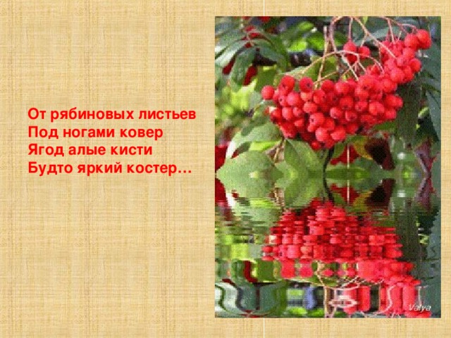 От рябиновых листьев Под ногами ковер Ягод алые кисти Будто яркий костер…  
