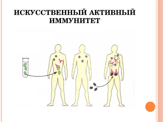 Естественный активный иммунитет 