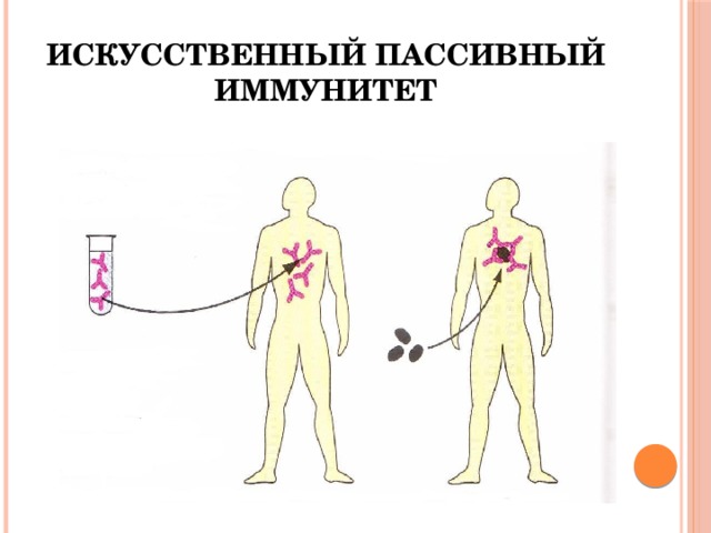 Искусственный активный иммунитет 