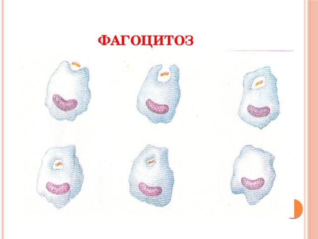 ЛЕЙКОЦИТЫ ЛИМФОЦИТЫ ФАГОЦИТЫ Т - клетки Б - клетки Особые вещества Антитела Фагоцитоз вызывают гибель бактерий и вирусов соединяются с бактериями и делают их беззащитными против фагоцитов 