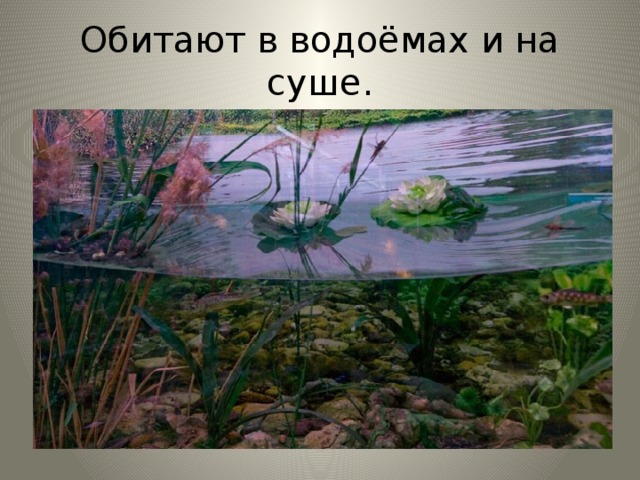 Обитают в водоёмах и на суше. 