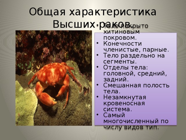 Общая характеристика  Высших раков. Тело покрыто хитиновым покровом. Конечности членистые, парные. Тело раздельно на сегменты. Отделы тела: головной, средний, задний. Смешанная полость тела. Незамкнутая кровеносная система. Самый многочисленный по числу видов тип. 