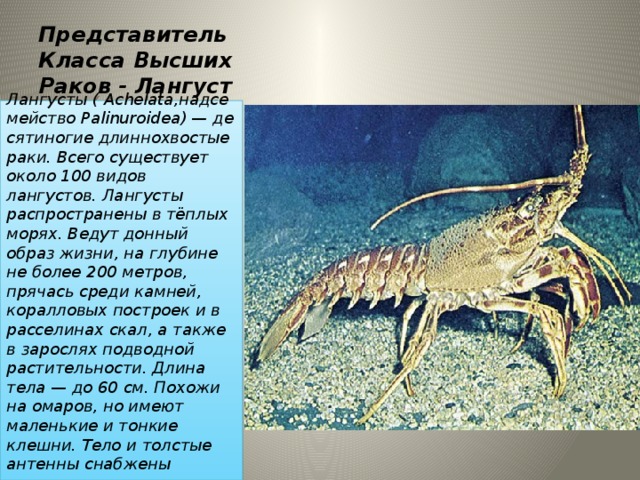 Представитель Класса Высших Раков - Лангуст Лангусты ( Achelata,надсемейство Palinuroidea) — десятиногие длиннохвостые раки. Всего существует около 100 видов лангустов. Лангусты распространены в тёплых морях. Ведут донный образ жизни, на глубине не более 200 метров, прячась среди камней, коралловых построек и в расселинах скал, а также в зарослях подводной растительности. Длина тела — до 60 см. Похожи на омаров, но имеют маленькие и тонкие клешни. Тело и толстые антенны снабжены мощными шипами. 