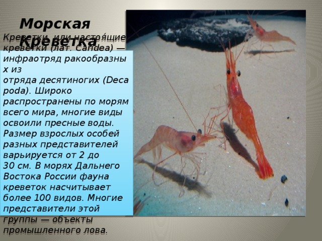 Морская Креветка Креветки, или настоя́щие креве́тки (лат. Caridea) — инфраотряд ракообразных из отряда десятиногих (Decapoda). Широко распространены по морям всего мира, многие виды освоили пресные воды. Размер взрослых особей разных представителей варьируется от 2 до 30 см. В морях Дальнего Востока России фауна креветок насчитывает более 100 видов. Многие представители этой группы — объекты промышленного лова. 