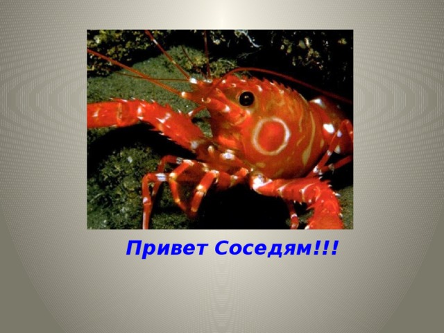  Привет Соседям!!! 