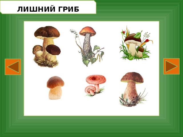  ЛИШНИЙ ГРИБ  