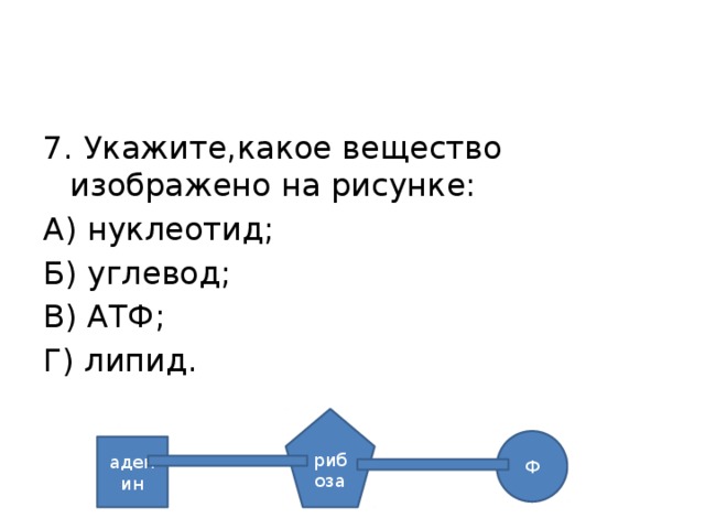 7. Укажите,какое вещество изображено на рисунке: А) нуклеотид; Б) углевод; В) АТФ; Г) липид. рибоза Ф аденин 