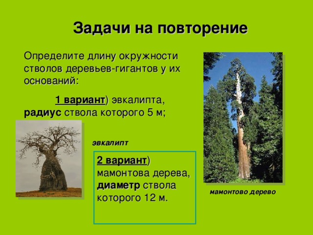 Задачи на повторение Определите длину окружности стволов деревьев-гигантов у их оснований:  1 вариант ) эвкалипта, радиус ствола которого 5 м; эвкалипт 2 вариант ) мамонтова дерева, диаметр ствола которого 12 м. мамонтово дерево 
