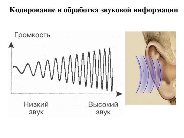 Кодирование и обработка звуковой информации 