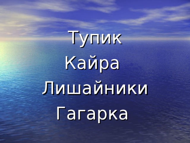 Тупик Кайра Лишайники Гагарка 