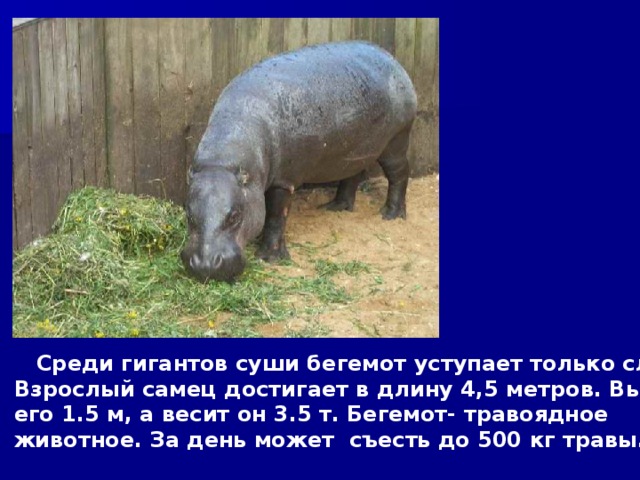  Среди гигантов суши бегемот уступает только слону. Взрослый самец достигает в длину 4,5 метров. Высота его 1.5 м, а весит он 3.5 т. Бегемот- травоядное животное. За день может съесть до 500 кг травы. 