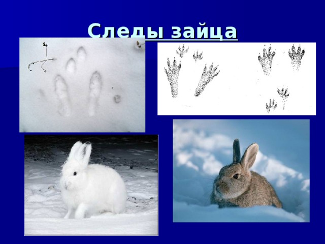 Следы зайца 