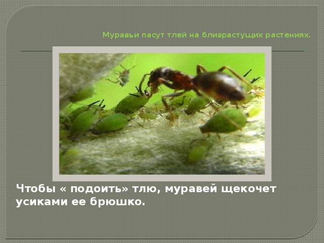  Муравьи пасут тлей на близрастущих растениях.  Чтобы « подоить» тлю, муравей щекочет усиками ее брюшко.    