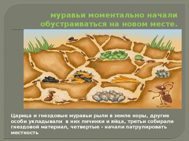 муравьи моментально начали обустраиваться на новом месте. Царица и гнездовые муравьи рыли в земле норы, другие особи укладывали в них личинки и яйца, третьи собирали гнездовой материал, четвертые - начали патрулировать местность 