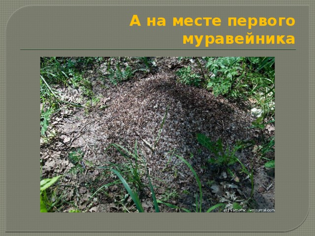 А на месте первого муравейника 