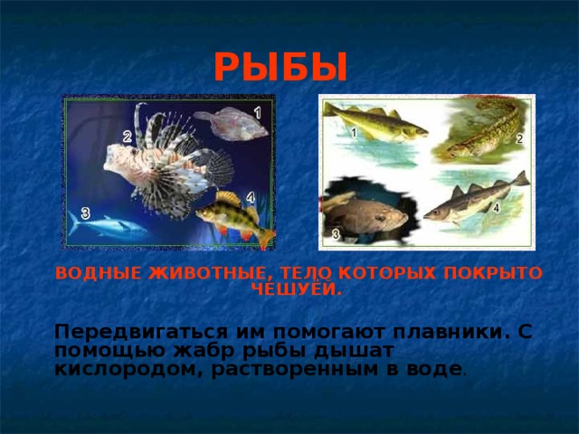 РЫБЫ  ВОДНЫЕ ЖИВОТНЫЕ, ТЕЛО КОТОРЫХ ПОКРЫТО ЧЕШУЁЙ.   Передвигаться им помогают плавники. С помощью жабр рыбы дышат кислородом, растворенным в воде . 
