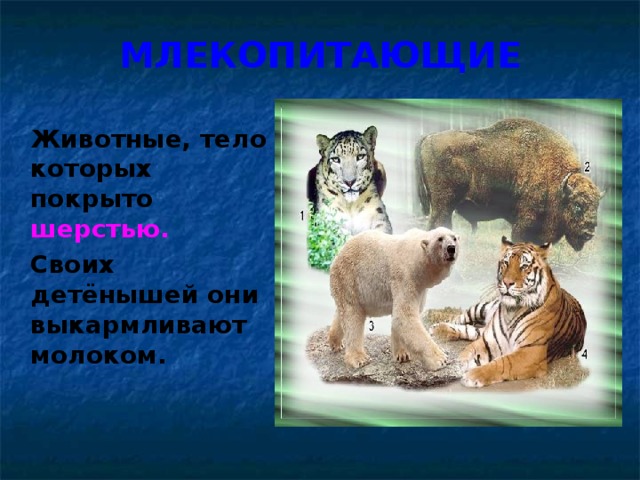 МЛЕКОПИТАЮЩИЕ    Животные, тело которых покрыто  шерстью.  Своих детёнышей они выкармливают молоком. 
