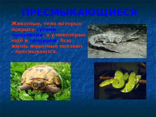 ПРЕСМЫКАЮЩИЕСЯ  Животные, тело которых покрыто сухими чешуйками , а у некоторых ещё и панцирем . Всю жизнь животные ползают – пресмыкаются. 