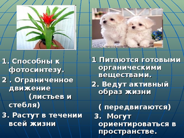 1 Питаются готовыми органическими веществами. 2. Ведут активный образ жизни ( передвигаются)  3. Могут ориентироваться в пространстве. 1. Способны к фотосинтезу. 2 . Ограниченное движение (листьев и стебля)  3. Растут в течении всей жизни 