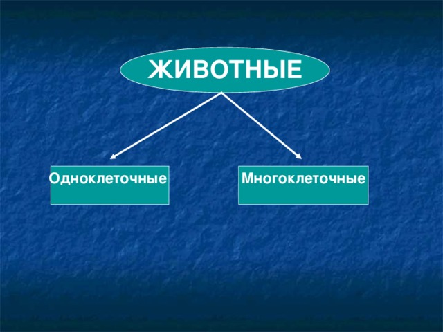 ЖИВОТНЫЕ Одноклеточные Многоклеточные 