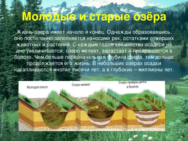 Молодые и старые озёра Жизнь озера имеет начало и конец. Однажды образовавшись, оно постепенно заполняется наносами рек, остатками отмерших животных и растений. С каждым годом количество осадков на дне увеличивается, озеро мелеет, зарастает и превращается в болото. Чем больше первоначальная глубина озера, тем дольше продолжается его жизнь. В небольших озёрах осадки накапливаются многие тысячи лет, а в глубоких – миллионы лет. 
