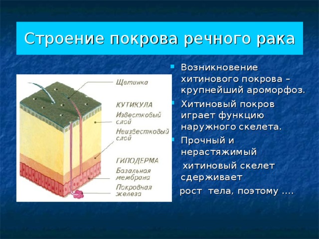  Строение покрова речного рака   Возникновение хитинового покрова – крупнейший ароморфоз. Хитиновый покров играет функцию наружного скелета. Прочный и нерастяжимый  хитиновый скелет сдерживает  рост тела, поэтому …. 