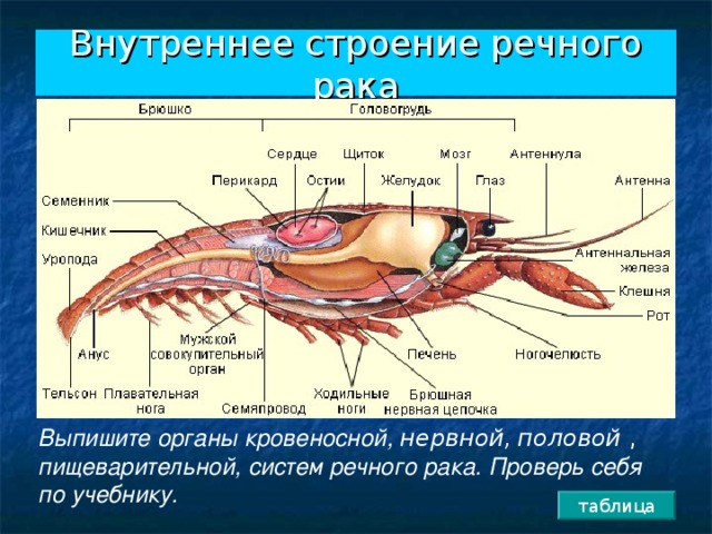 Внутреннее строение речного рака Выпишите органы кровеносной, нервной,  половой , пищеварительной, систем речного рака. Проверь себя по учебнику. таблица 