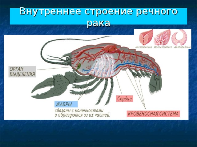 Внутреннее строение речного рака 