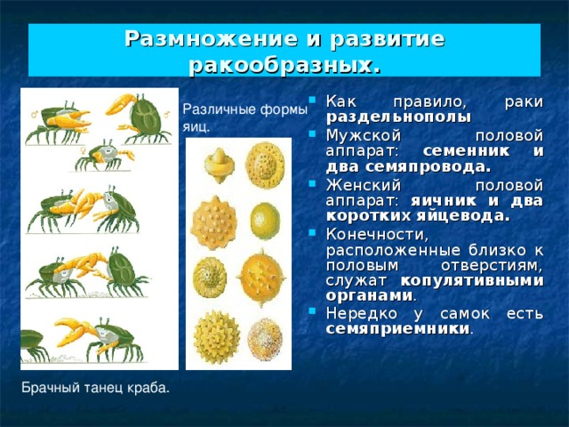 Размножение и развитие ракообразных. Как правило, раки раздельнополы  Мужской половой аппарат: семенник и два семяпровода.  Женский половой аппарат: яичник и два коротких яйцевода.  Конечности, расположенные близко к половым отверстиям, служат копулятивными органами . Нередко у самок есть семяприемники .  Различные формы яиц. Брачный танец краба. 
