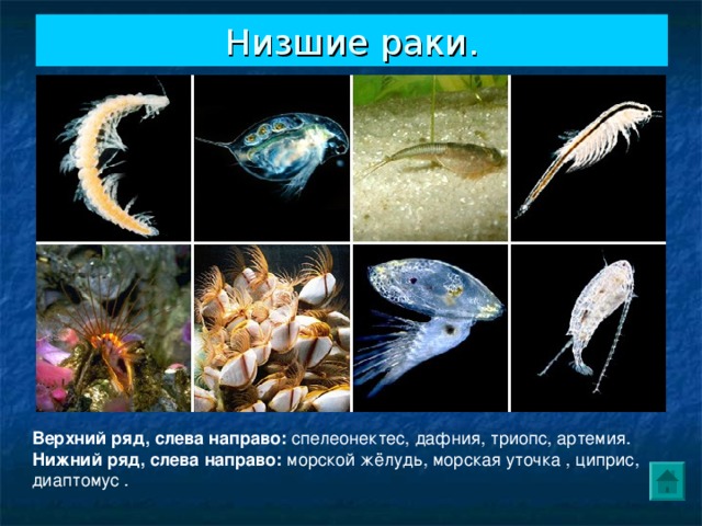 Низшие раки. Верхний ряд, слева направо: спелеонектес, дафния, триопс, артемия. Нижний ряд, слева направо: морской жёлудь, морская уточка , циприс, диаптомус . 