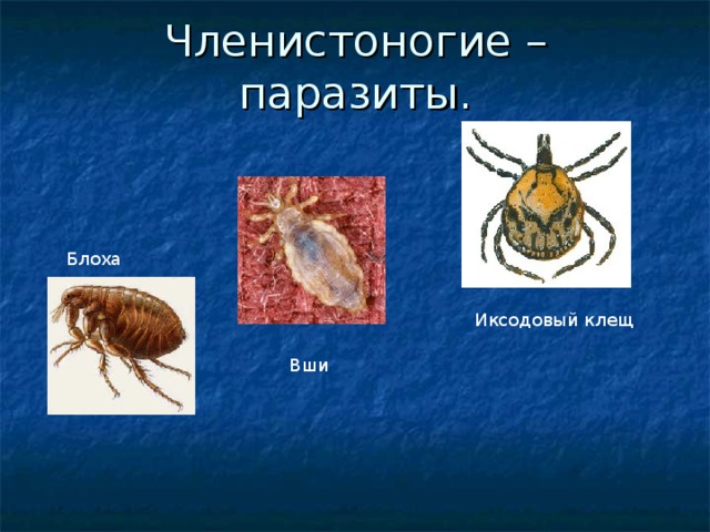 Членистоногие – паразиты. Блоха  Иксодовый клещ Вши 