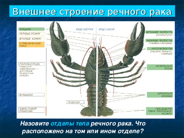 Внешнее строение речного рака Назовите отделы тела речного рака. Что расположено на том или ином отделе? 
