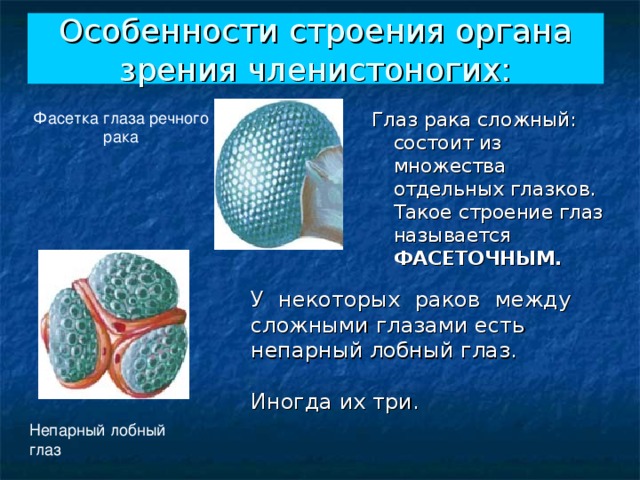 Особенности строения органа зрения членистоногих: Фасетка глаза речного рака Глаз рака сложный: состоит из множества отдельных глазков. Такое строение глаз называется ФАСЕТОЧНЫМ. У некоторых раков между сложными глазами есть непарный лобный глаз. Иногда их три. Непарный лобный глаз 