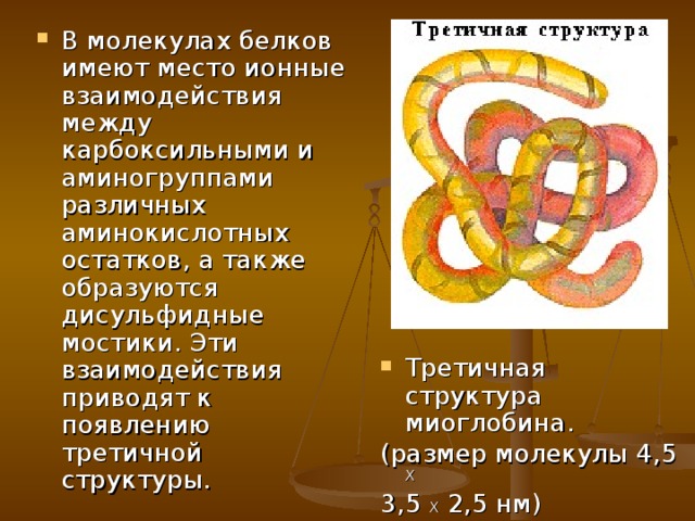 В молекулах белков имеют место ионные взаимодействия между карбоксильными и аминогруппами различных аминокислотных остатков, а также образуются дисульфидные мостики. Эти взаимодействия приводят к появлению третичной структуры. Третичная структура миоглобина. (размер молекулы 4,5 Х 3,5 Х 2,5 нм) 