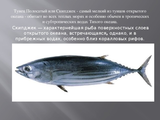 Тунец Полосатый или Скипджек - самый мелкий из тунцов открытого океана - обитает во всех теплых морях и особенно обычен в тропических и субтропических водах Тихого океана.  Скипджек — характернейшая рыба поверхностных слоев открытого океана, встречающаяся , однако, и в прибрежных водах, особенно близ коралловых рифов.   
