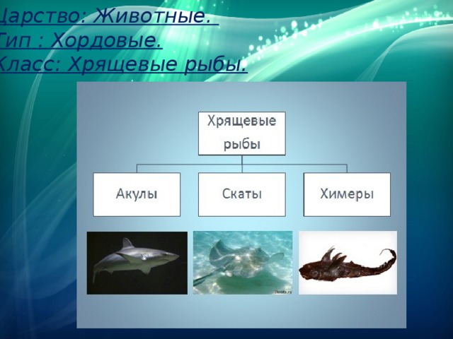 Царство: Животные. Тип : Хордовые. Класс: Хрящевые рыбы. 
