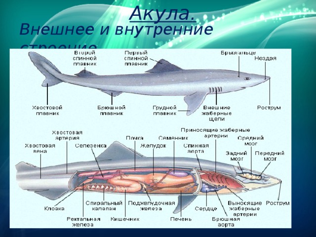 Акула. Внешнее и внутренние строение. 