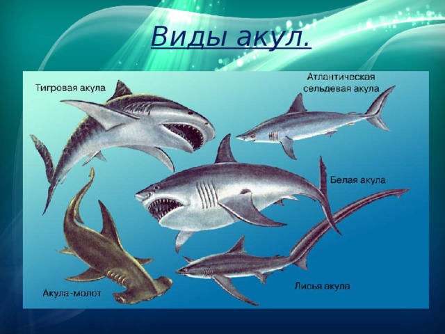 Виды акул. 