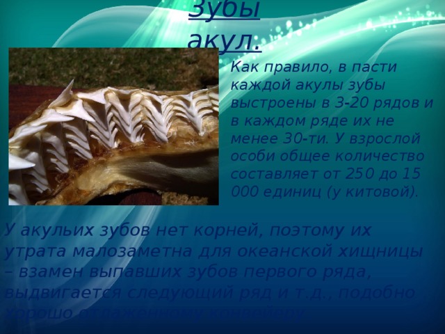 Зубы акул. Как правило, в пасти каждой акулы зубы выстроены в 3-20 рядов и в каждом ряде их не менее 30-ти. У взрослой особи общее количество составляет от 250 до 15 000 единиц (у китовой). У акульих зубов нет корней, поэтому их утрата малозаметна для океанской хищницы – взамен выпавших зубов первого ряда, выдвигается следующий ряд и т.д., подобно хорошо отлаженному конвейеру. 
