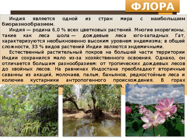 ФЛОРА Индия является одной из стран мира с наибольшим биоразнообразием . Индия — родина 6,0 % всех цветковых растений. Многие экорегионы, такие как леса шола — дождевые леса юго-западных Гат, характеризуются необыкновенно высоким уровнем эндемизма; в общей сложности, 33 % видов растений Индии являются эндемичными. Естественный растительный покров на большей части территории Индии сохранился мало из-за хозяйственного освоения. Однако, он отличается большим разнообразием: от тропических дождевых лесов до хвойных лесов. На равнинах Индостана преобладают вторичные саванны из акаций, молочаев, пальм, баньянов, редкостойные леса и колючие кустарники антропогенного происхождения. В горах сохранились муссонные леса из тика, сандала, бамбуков, терминалий, диптерокарповых. 