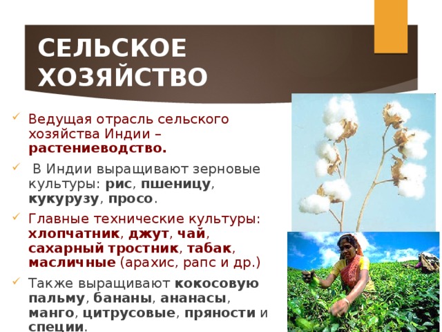 СЕЛЬСКОЕ ХОЗЯЙСТВО Ведущая отрасль сельского хозяйства Индии – растениеводство.  В Индии выращивают зерновые культуры: рис , пшеницу , кукурузу , просо . Главные технические культуры: хлопчатник , джут , чай , сахарный  тростник , табак , масличные (арахис, рапс и др.) Также выращивают кокосовую  пальму , бананы , ананасы , манго , цитрусовые , пряности и специи .  