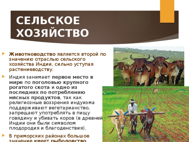 СЕЛЬСКОЕ ХОЗЯЙСТВО Животноводство является второй по значению отраслью сельского хозяйства Индии, сильно уступая растениеводству. Индия занимает первое место в мире по поголовью крупного рогатого скота и одно из последних по потреблению мясных продуктов , так как религиозные воззрения индуизма поддерживают вегетарианство, запрещают употреблять в пищу говядину и убивать коров (в древней Индии они были символом плодородия и благоденствия). В приморских районах большое значение имеет рыболовство . 