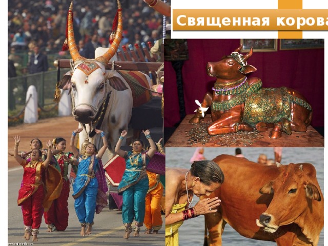 Священная корова 
