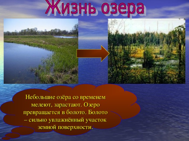 Небольшие озёра со временем мелеют, зарастают. Озеро превращается в болото. Болото – сильно увлажнённый участок земной поверхности. 