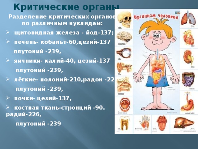 Критические органы Разделение критических органов по различным нуклидам:  щитовидная железа - йод-137;  печень- кобальт-60,цезий-137  плутоний -239,  яичники- калий-40, цезий-137  плутоний -239,  лёгкие- полоний-210,радон -222  плутоний -239,  почки- цезий-137,  костная ткань-стронций -90. радий-226,  плутоний -239 