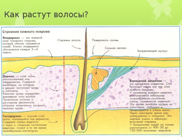 Как растут волосы? 