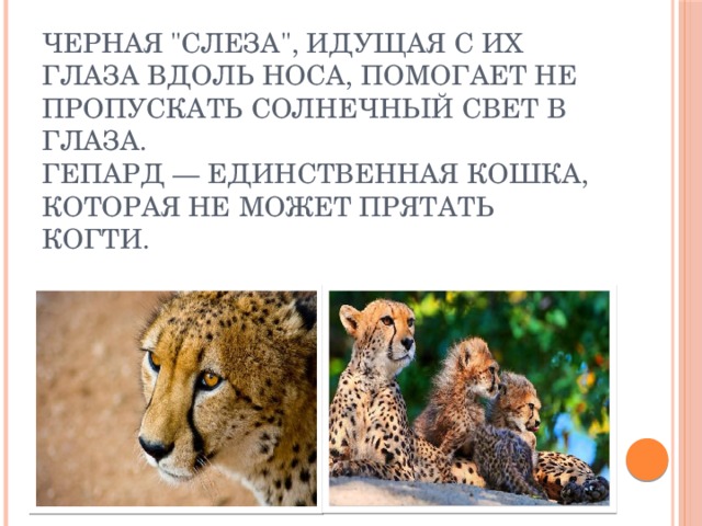 Черная 