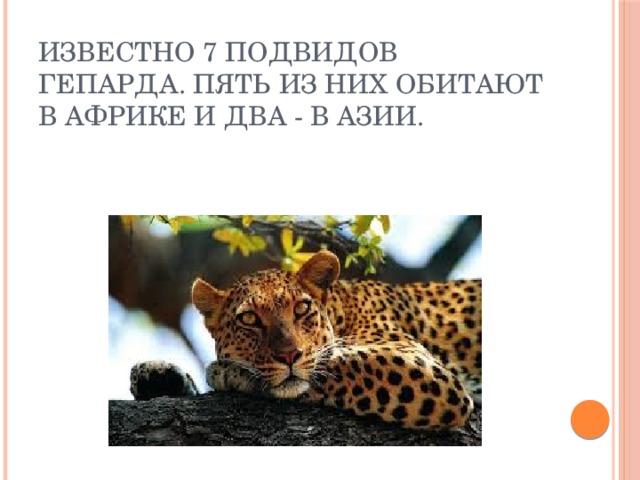 Известно 7 подвидов гепарда. Пять из них обитают в Африке и два - в Азии. 