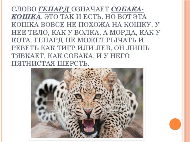 Слово гепард означает собака-кошка . Это так и есть. Но вот эта кошка вовсе не похожа на кошку. У нее тело, как у волка, а морда, как у кота. Гепард не может рычать и реветь как тигр или лев, он лишь тявкает, как собака, и у него пятнистая шерсть. 